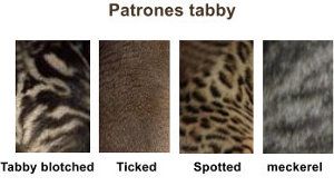 Gato tabby, patrón clásico o blotched, macarel, abisinio o ticked y spotted.