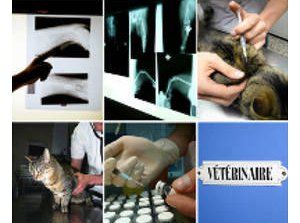 Vacunas para gatos, desparasitaciones y elección del veterinario