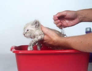 Limpieza, aseo, baño del gato y cepillado