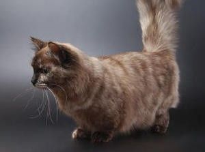 Mutaciones especiales, gatos de patas cortas y polidactilia
