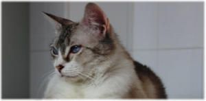 Ojos de gato, códigos EMS para su identificación