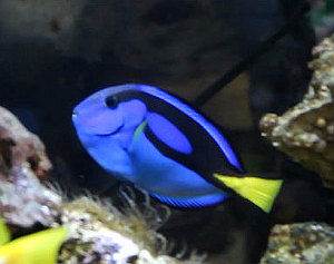 Paracanthurus hepatus, pez cirujano azul