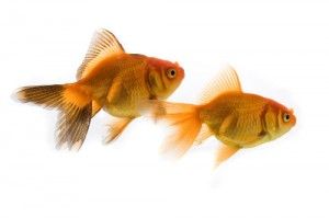 Goldfish, peces de agua fria