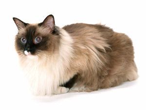 Tamitación pedigree y afijo gatos de raza