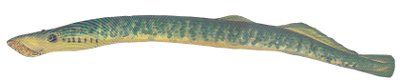 Pez agnato Petromyzon marinus, lamprea de mar