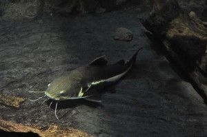 pez gato, especie perteneciente al orden siluriformes