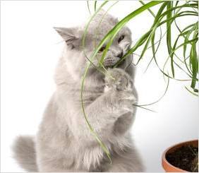 Hierba gatera, plantas beneficiosas y venenosas gatos