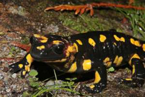 Salamandra común: salamandra salamandra