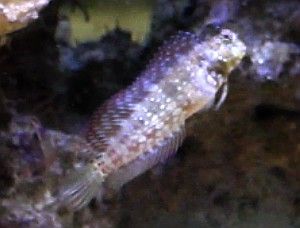 Peces de acuarios marinos, Salarias fasciatus