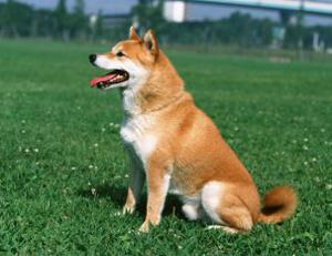 Traqueobronquitis infeccionsa canina, tos de las perreras