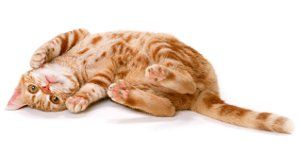 Toxoplasmosis embarazo y convivencia con gatos