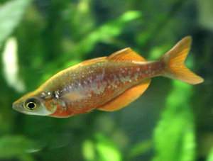 Glossolepis incisus, pez arcoíris rojo