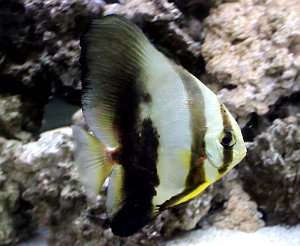 platax orbicularis, pez murciélago orbicular