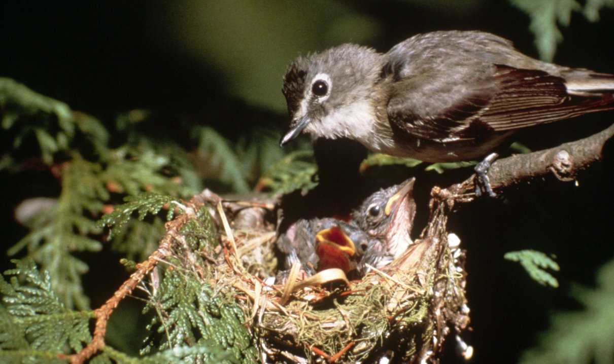 Reproducción de las aves, comportamiento y cortejo, el huevo y nido. Aparatos reproductores
