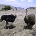 avestruces-struthio-camelus