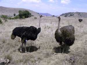avestruces, Struthio camelus,