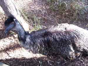 Emú, Dromaius novaehollandiae,