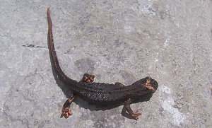 Salamandrina terdigitata, salamandra de anteojos