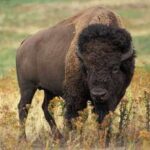 bisonte-americano-bison-bison