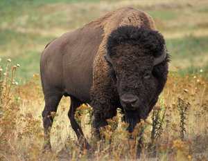 Bisonte americano: Bison bison