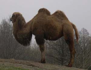 Camellos, camellos bactrianos