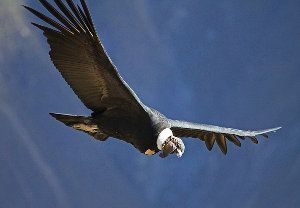 cóndor andino, Vultur gryphus, cóndor de los Andes.