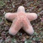 estrella-de-mar
