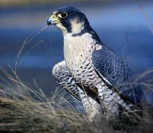 Halcón peregrino, Falco peregrinus, 