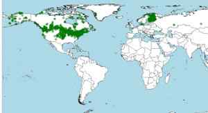 H.abital, distribución geográfica del búho nival, Bubo scandiacus