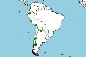 habitat y distribucion geográfica de vultur gryphus, cóndor andino