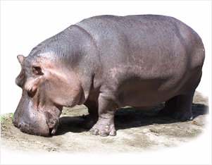 Hipopótamo: Hippopotamus amphibius
