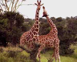 Jirafa, Giraffa camelopardalis, 