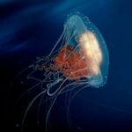 medusa-animal