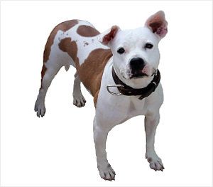 Pitbull perro: American Pit Bull Terrier