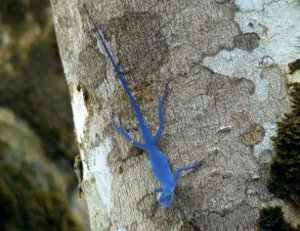 Anolis gorgonae, lagarto azul de Gorgona, anole azul