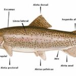 anatomia-de-un-pez