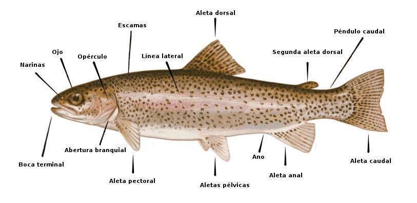 Anatomía general de un pez