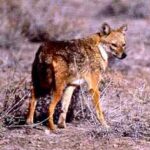 chacal-canis-aureus