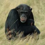 chimpance-pan-troglodytes