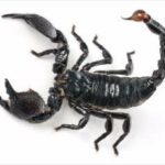 escorpion-alacran