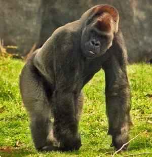 Gorila occidental, Gorilla gorilla. Existen dos subespecies: Gorilla gorilla diehli, Gorilla gorilla gorilla