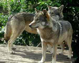 Lobo, Canis lupus