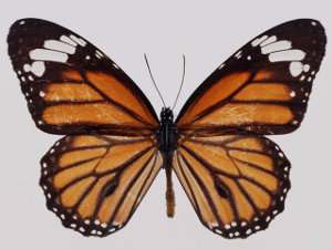 Mariposas, los lepidópteros invertebrados