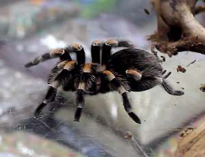 Tarántula, arácnidos gigantes, arañas grandes