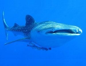 Tiburón ballena, Rhincodon typus