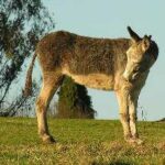 asno-burro-equus-africanus
