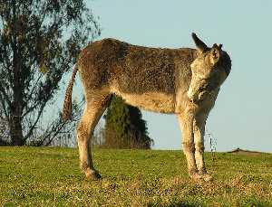 Asno, burro: equus africanus