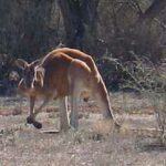 canguro-rojo-macropus-rufus