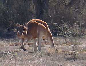 Canguro rojo australiano, macropus rufus