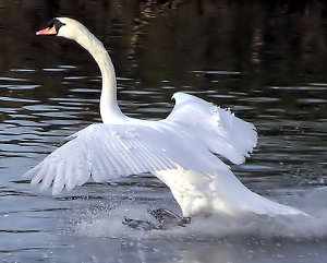 cisne-blanco, Cygnus olor